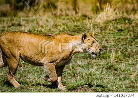Kenya Photographers By Antony Trivet Photography Kenya Photographers By Antony Trivet Photography 141017374
