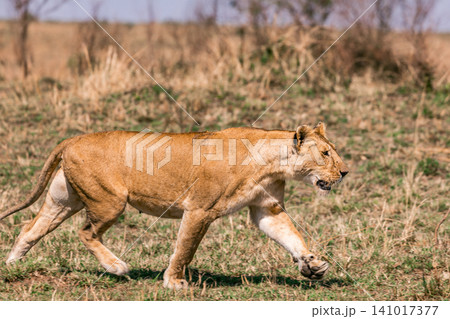 Kenya Photographers By Antony Trivet Photography Kenya Photographers By Antony Trivet Photography 141017377