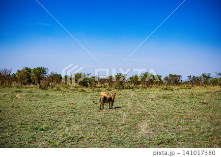 Kenya Photographers By Antony Trivet Photography Kenya Photographers By Antony Trivet Photography 141017380