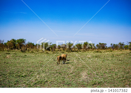 Kenya Photographers By Antony Trivet Photography Kenya Photographers By Antony Trivet Photography 141017382