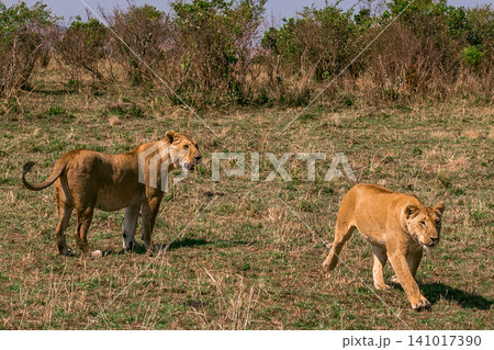 Kenya Photographers By Antony Trivet Photography 141017390