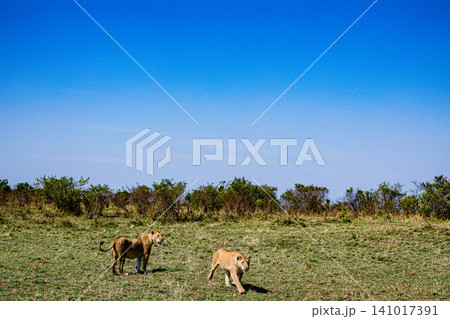 Kenya Photographers By Antony Trivet Photography Kenya Photographers By Antony Trivet Photography 141017391