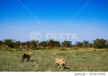 Kenya Photographers By Antony Trivet Photography Kenya Photographers By Antony Trivet Photography 141017395