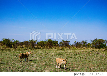 Kenya Photographers By Antony Trivet Photography 141017396