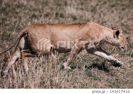 Kenya Photographers By Antony Trivet Photography 141017410