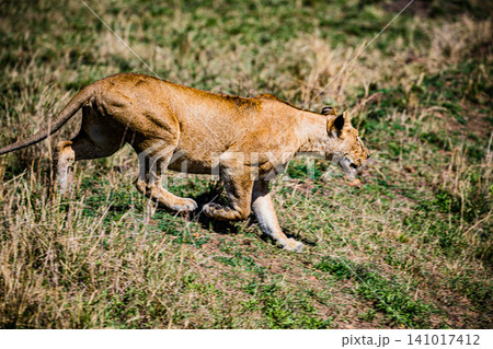 Kenya Photographers By Antony Trivet Photography Kenya Photographers By Antony Trivet Photography 141017412
