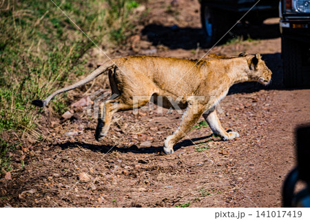 Kenya Photographers By Antony Trivet Photography Kenya Photographers By Antony Trivet Photography 141017419