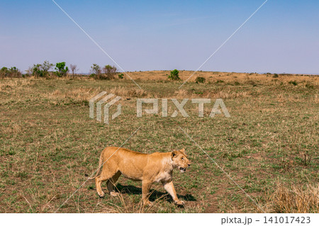 Kenya Photographers By Antony Trivet Photography Kenya Photographers By Antony Trivet Photography 141017423