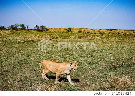 Kenya Photographers By Antony Trivet Photography Kenya Photographers By Antony Trivet Photography 141017424