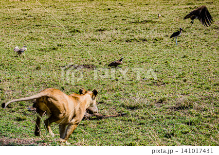 Kenya Photographers By Antony Trivet Photography 141017431