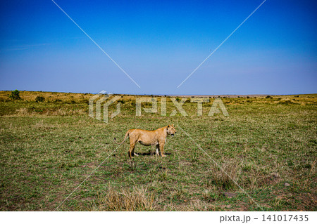 Kenya Photographers By Antony Trivet Photography Kenya Photographers By Antony Trivet Photography 141017435