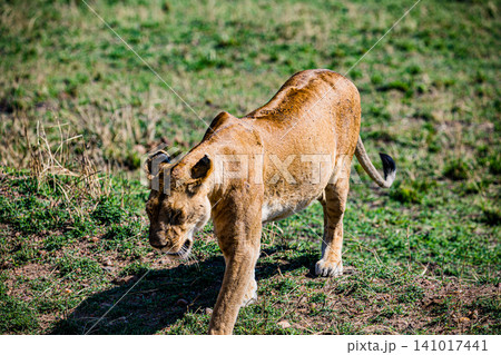 Kenya Photographers By Antony Trivet Photography Kenya Photographers By Antony Trivet Photography 141017441