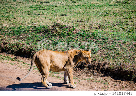 Kenya Photographers By Antony Trivet Photography 141017443