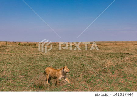 Kenya Photographers By Antony Trivet Photography Kenya Photographers By Antony Trivet Photography 141017444