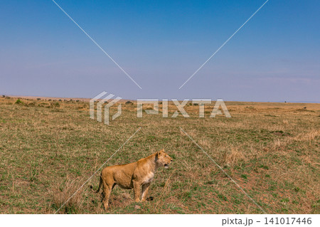 Kenya Photographers By Antony Trivet Photography Kenya Photographers By Antony Trivet Photography 141017446