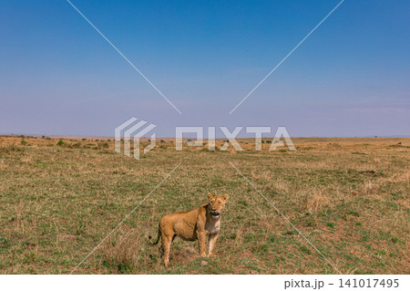 Kenya Photographers By Antony Trivet Photography Kenya Photographers By Antony Trivet Photography 141017495