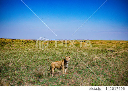 Kenya Photographers By Antony Trivet Photography 141017496