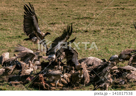 Kenya Photographers By Antony Trivet Photography 141017538