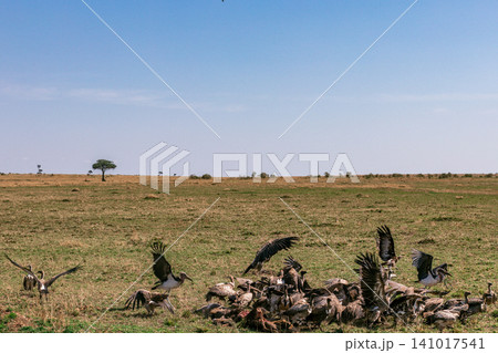 Kenya Photographers By Antony Trivet Photography Kenya Photographers By Antony Trivet Photography 141017541