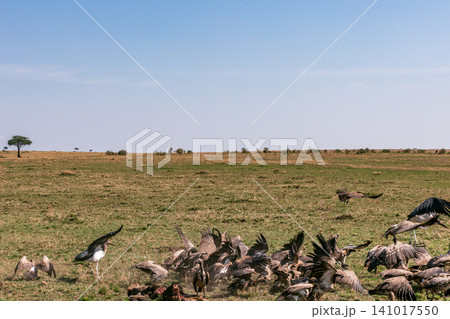Kenya Photographers By Antony Trivet Photography Kenya Photographers By Antony Trivet Photography 141017550