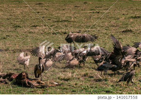 Kenya Photographers By Antony Trivet Photography Kenya Photographers By Antony Trivet Photography 141017558
