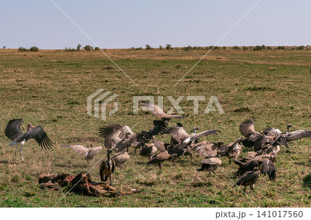 Kenya Photographers By Antony Trivet Photography Kenya Photographers By Antony Trivet Photography 141017560