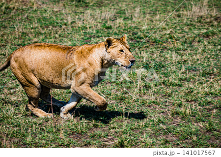 Kenya Photographers By Antony Trivet Photography 141017567