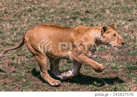 Kenya Photographers By Antony Trivet Photography Kenya Photographers By Antony Trivet Photography 141017570