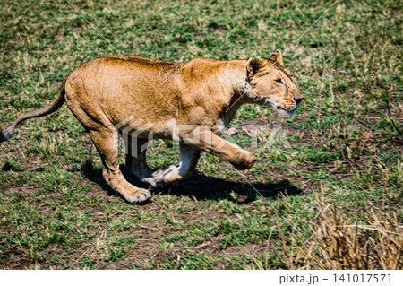 Kenya Photographers By Antony Trivet Photography Kenya Photographers By Antony Trivet Photography 141017571