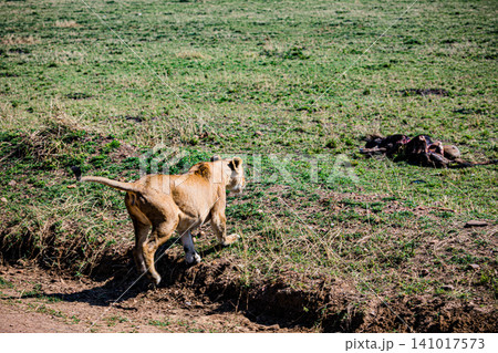 Kenya Photographers By Antony Trivet Photography Kenya Photographers By Antony Trivet Photography 141017573
