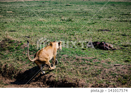 Kenya Photographers By Antony Trivet Photography Kenya Photographers By Antony Trivet Photography 141017574