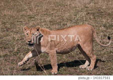 Kenya Photographers By Antony Trivet Photography Kenya Photographers By Antony Trivet Photography 141017581