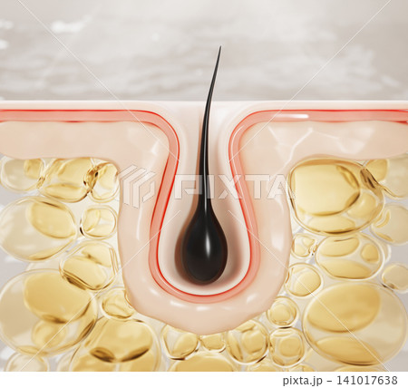 Hair follicle anatomy 3d model - root and bulb structure with yellow fat cells. Medical dermatology, hair care. Human skin layers for trichology education, laser treatment, epilation. 3D illustration Hair follicle anatomy 3d model - root and bulb structure with yellow fat cells. Medical dermatology, hair care. Human skin layers for trichology education, laser treatment, epilation. 3D illustration 141017638
