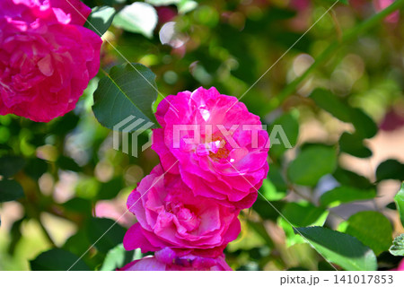 関東地方・湘南・花菜ガーデン・バラ園、薔薇の轍に咲く薔薇のイメージ・神奈川県平塚市(1) 関東地方・湘南・花菜ガーデン・バラ園、薔薇の轍に咲く薔薇のイメージ・神奈川県平塚市(1) 141017853