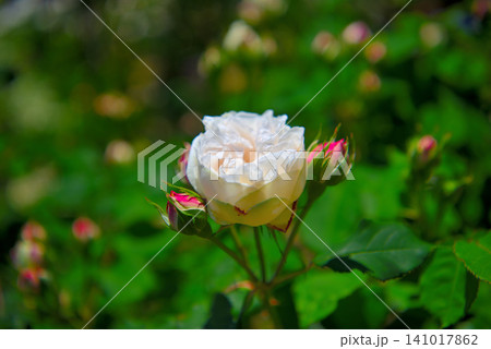 関東地方・湘南・花菜ガーデン・バラ園、薔薇の轍に咲く薔薇のイメージ・神奈川県平塚市(5) 関東地方・湘南・花菜ガーデン・バラ園、薔薇の轍に咲く薔薇のイメージ・神奈川県平塚市(5) 141017862