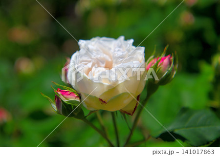 関東地方・湘南・花菜ガーデン・バラ園、薔薇の轍に咲く薔薇のイメージ・神奈川県平塚市(6) 関東地方・湘南・花菜ガーデン・バラ園、薔薇の轍に咲く薔薇のイメージ・神奈川県平塚市(6) 141017863