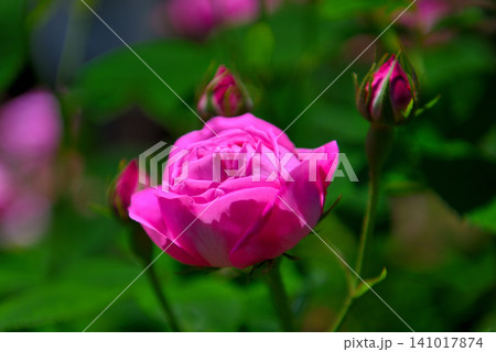 関東地方・湘南・花菜ガーデン・薔薇の轍のイメージ、クーペ・デ・ペ・神奈川県平塚市(1) 関東地方・湘南・花菜ガーデン・薔薇の轍のイメージ、クーペ・デ・ペ・神奈川県平塚市(1) 141017874