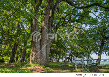 膳所城跡公園 滋賀県大津市 膳所城跡公園 滋賀県大津市 141017912