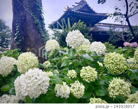 白山神社 あじさい 141018017