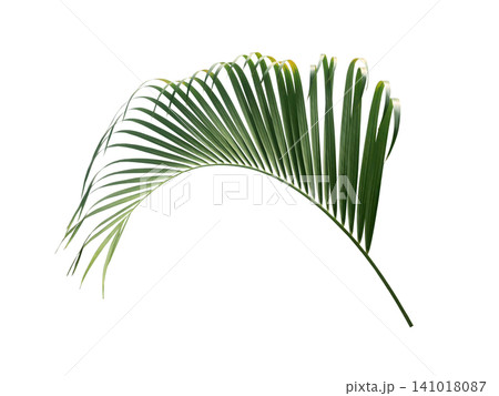 Green palm leaf isolated on white background 141018087