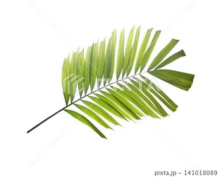 Tropical green palm frond isolated on white background Tropical green palm frond isolated on white background 141018089