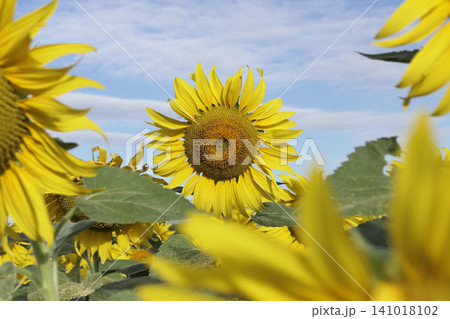 The sunflower garden has the sky as a backdrop The sunflower garden has the sky as a backdrop 141018102
