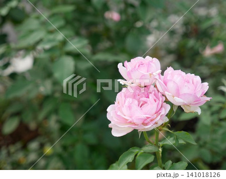 ピンクのバラ ピンクローズ ピンクの薔薇 141018126
