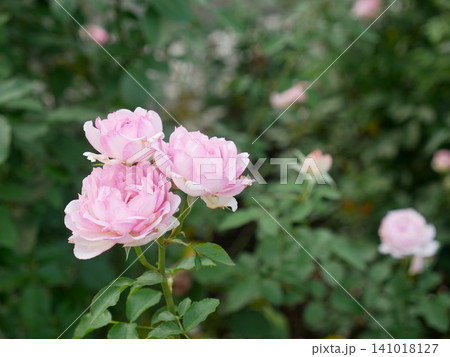 ピンクのバラ ピンクローズ ピンクの薔薇 141018127