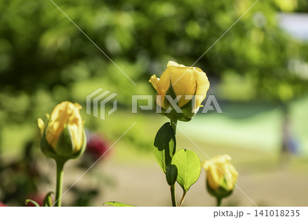 黄色い薔薇 141018235