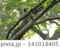 サンコウチョウ 141018405