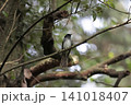 サンコウチョウ 141018407