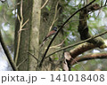サンコウチョウ 141018408