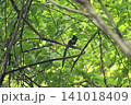 サンコウチョウ 141018409
