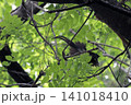 サンコウチョウ 141018410
